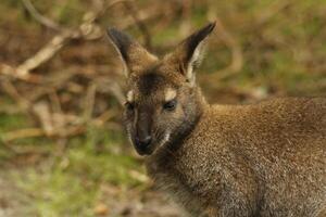 Wallaby australiano canguro foto