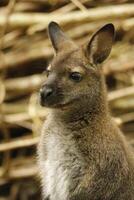 wallaby australian kangaroo photo