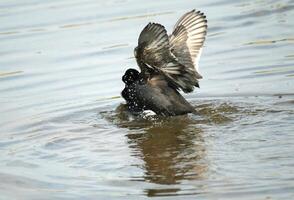 eurasian coots fighting in the water photo
