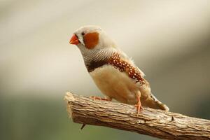 zebra finch colorful birds photo