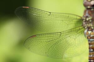 macro foto de un libélula alas