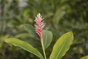 alpinia flower ginger photo