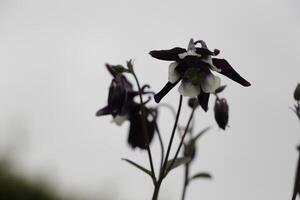 spring flower columbine photo