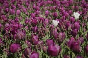 purple tulip field with two white tulips photo