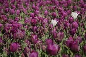 púrpura tulipán campo con dos blanco tulipanes foto