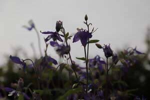 spring flower columbine photo