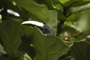 black necked aracari photo