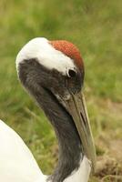 European crane bird photo