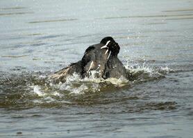 eurasian coots fighting in the water photo