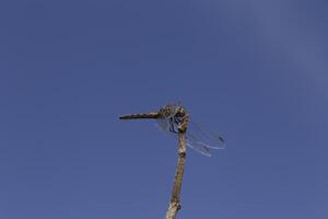 close up of a dragonfly photo