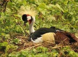 crowned crane bird photo