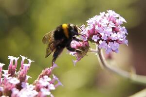 Honey bee drinks nectar from a flower photo