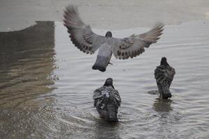 pigeons enjoying in water photo