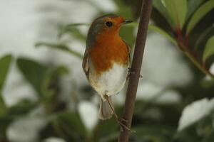 robin a loved winter bird photo