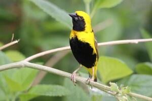 weaver is a yellow black bird photo