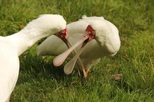 african spoonbill, bird photo