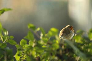 Robin un amado invierno pájaro foto