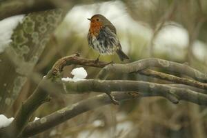 Robin un amado invierno pájaro foto