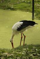 white stork, beautiful white bird with a red beak photo