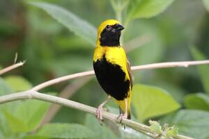 weaver is a yellow black bird photo