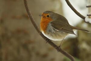 Robin un amado invierno pájaro foto