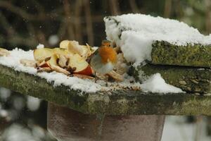 Robin un amado invierno pájaro foto