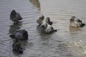 pigeons enjoying in water photo