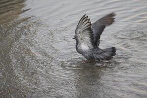 pigeons enjoying in water photo