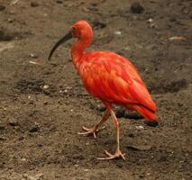 scarlet ibis is an south american bird photo