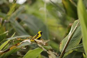 weaver is a yellow black bird photo