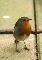 Robin un amado invierno pájaro foto
