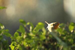 Robin un amado invierno pájaro foto