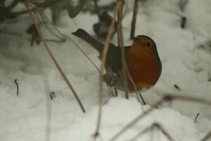 Robin un amado invierno pájaro foto