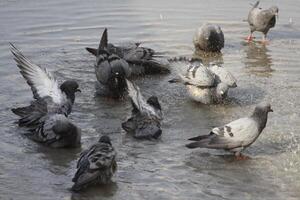 pigeons enjoying in water photo