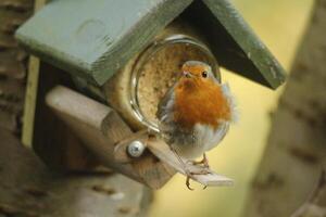 Robin un amado invierno pájaro foto