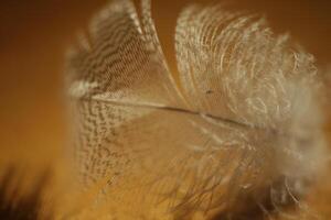 close up of a feather photo