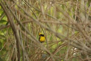 weaver is a yellow black bird photo