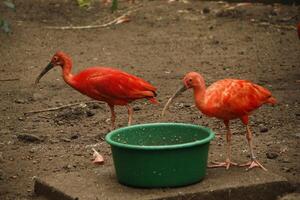 scarlet ibis is an south american bird photo