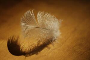 close up of a feather photo