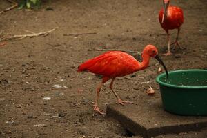 scarlet ibis is an south american bird photo