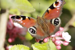 beautiful peacock butterfly photo