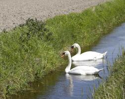 mute swan in a canal photo