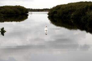 mute swan in a canal photo