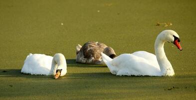 mute swan in a canal photo