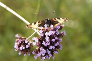 small tortoiseshell butterfly photo