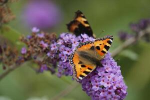 small tortoiseshell butterfly photo