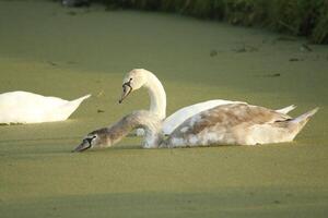 mute swan in a canal photo