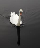 mute swan in a canal photo