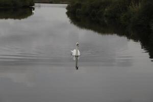 mute swan in a canal photo