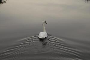 mute swan in a canal photo